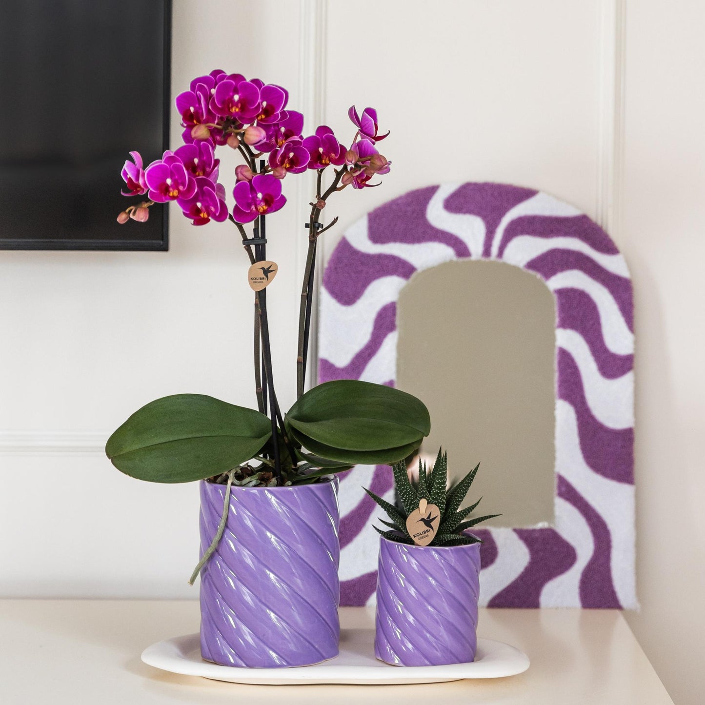 Kolibri Orchids | Purple phalaenopsis orchid pot size Ø9cm | Morelia | flowering houseplant - fresh from the grower