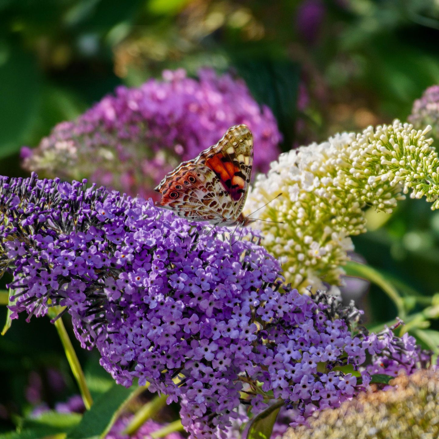 Butterfly bush - Buddleja davidii Tricolour - Flower Pink, White and Purple - 3 Plants - 1m2 - Deciduous - Butterfly attracting - Pot 17cm Height 30cm