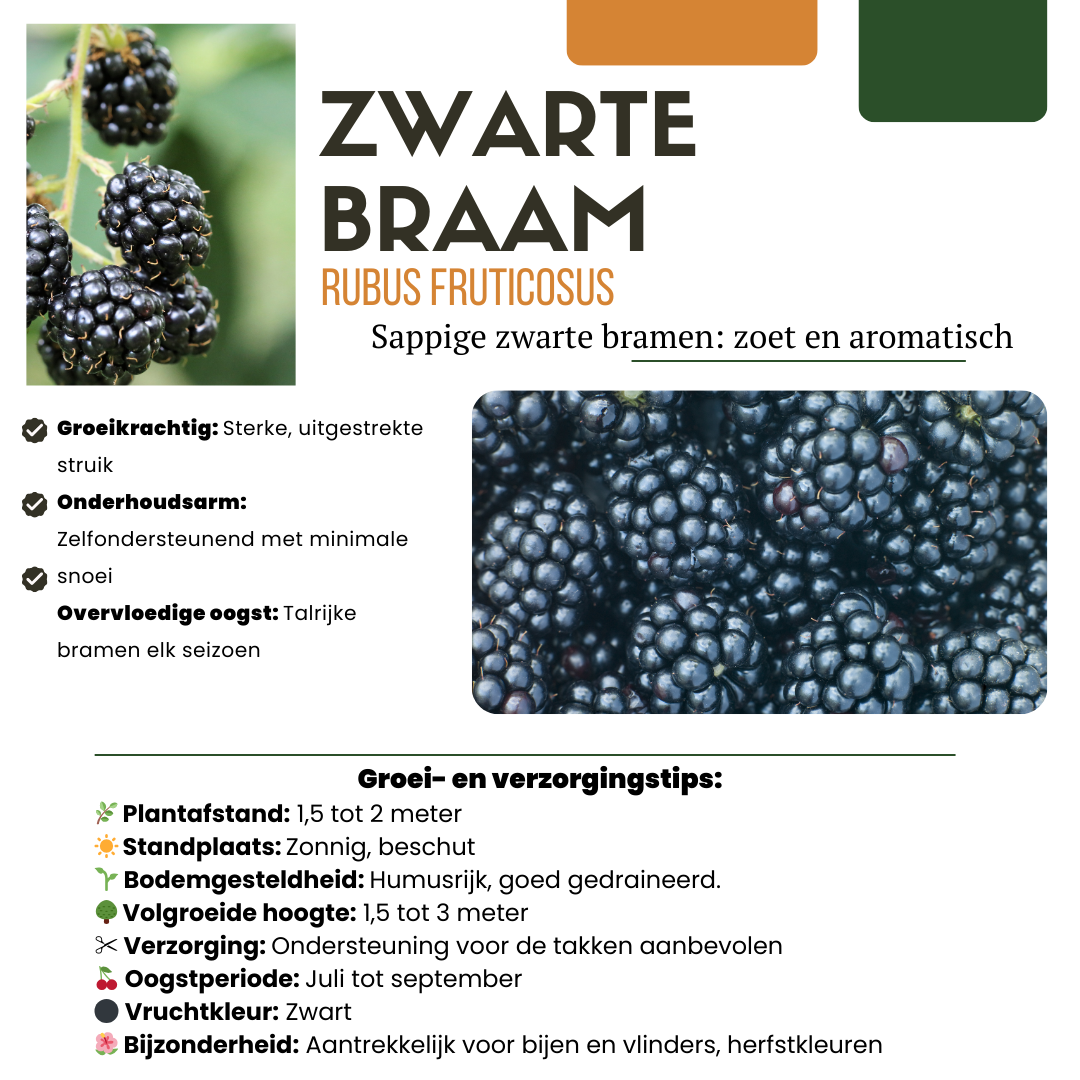 "Summer Fruits" BIO Fruit Plants Mix Set of 4 Different Types