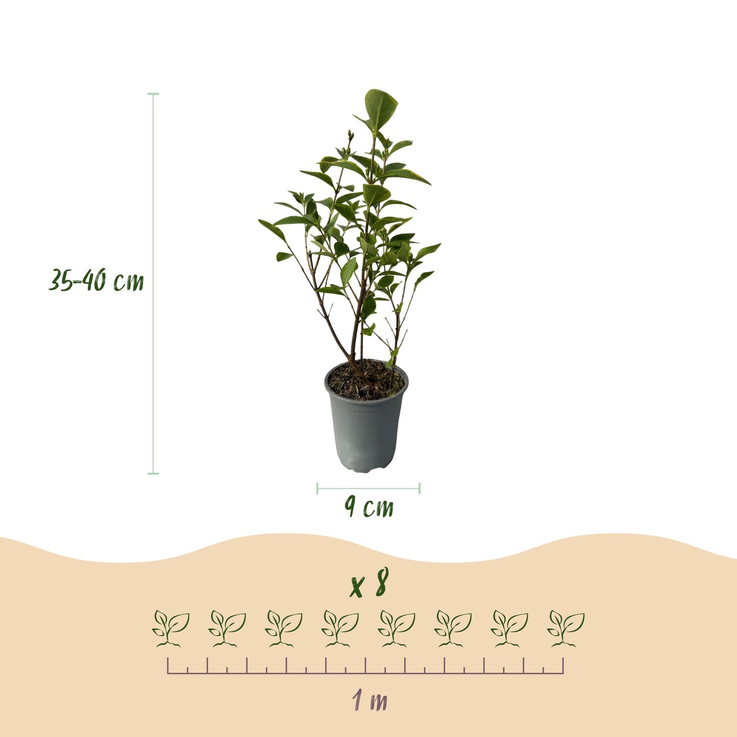 Green boutiQ - Hedge plants - Ligustrum ovalifolium Aureum - leaf yellow green - 8 plants - 1 linear meter - evergreen - pot 9cm height 35-40cm