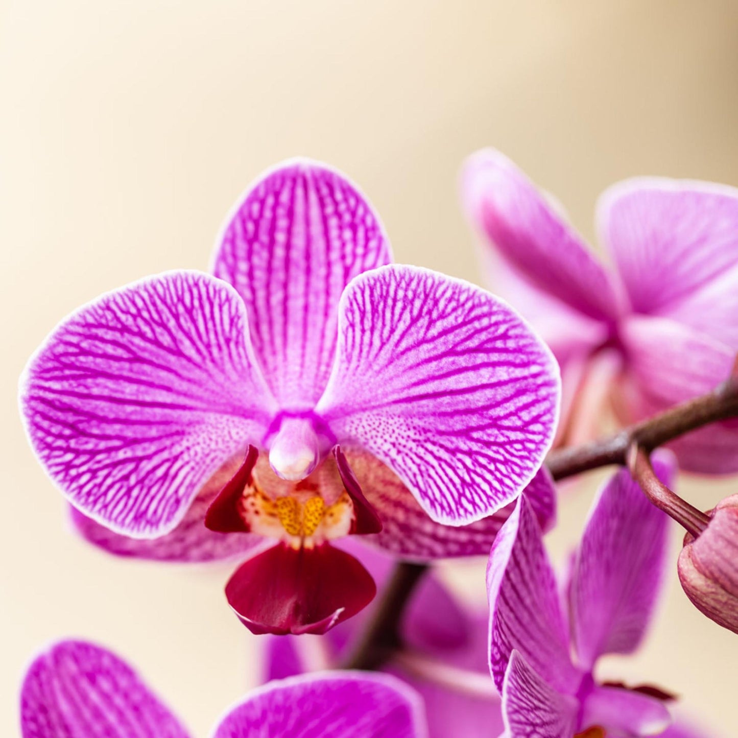 Paars/roze Phalaenopsis orchidee potmaat Ø9cm | Vienna