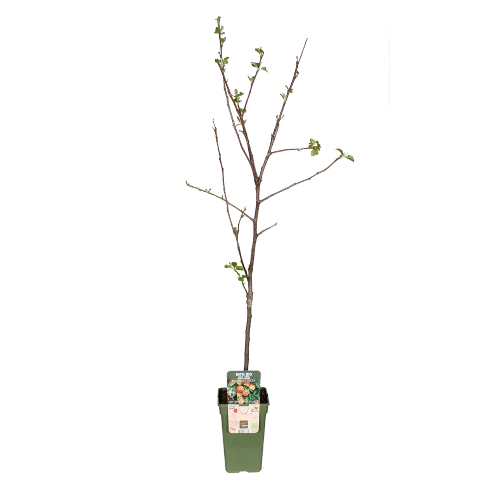 Malus Domestica Jonagold - Apple - Ø19cm - ↕60cm