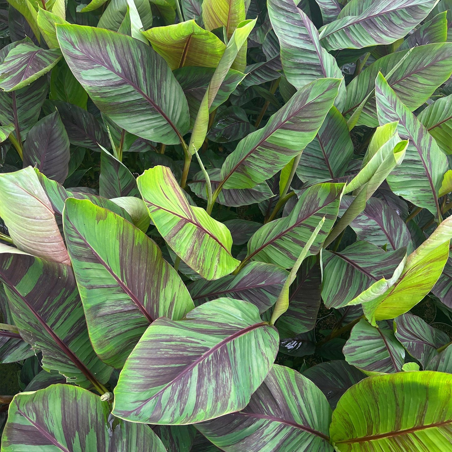 Japanese fiber banana - Musa Ever Red - Winter hardy - 2 plants