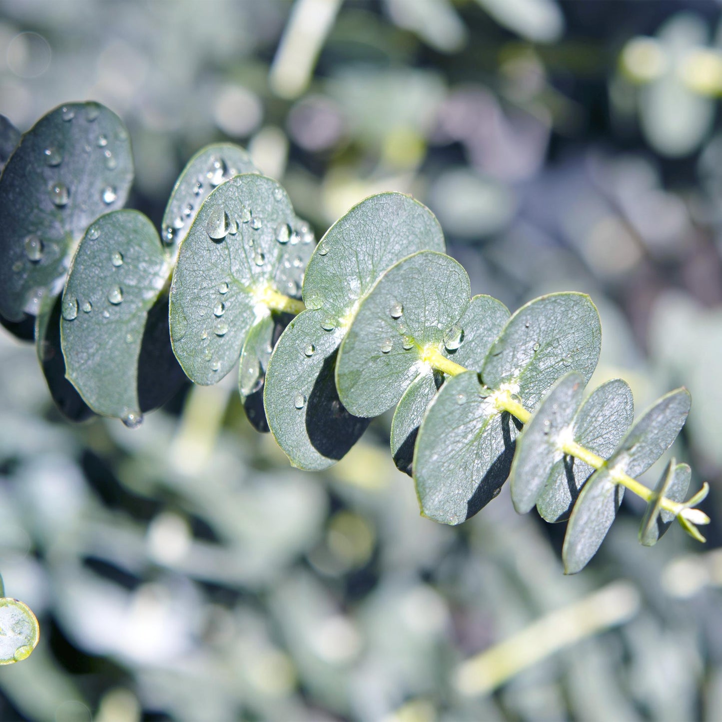 Green boutiQ - Terrasplant - Eucalyptus boom - Eucalyptus gunni - Grijs - 6 Planten - Winterhard - Pot 14cm Hoogte 30cm