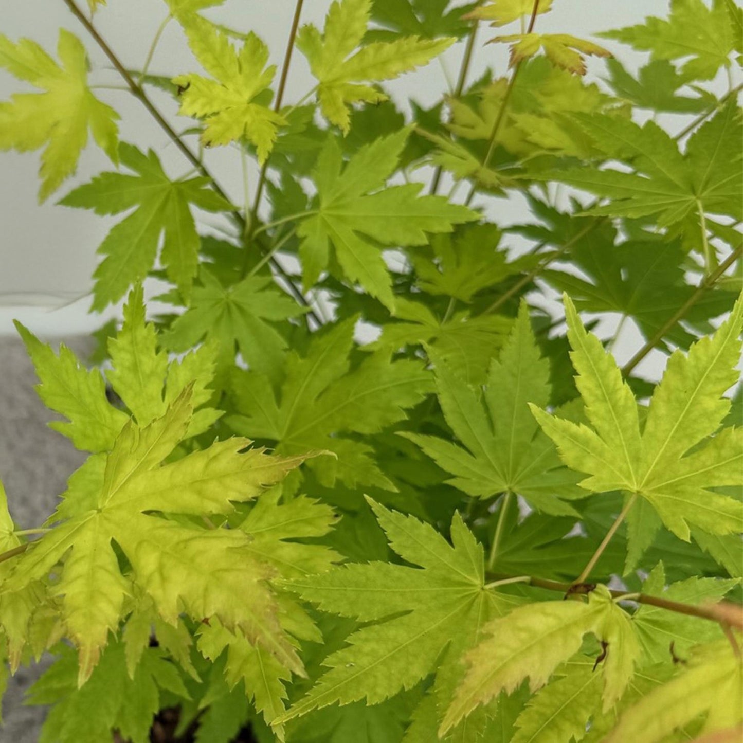Green boutiQ - Terrace plant - Japanese Maple - Acer palmatum Orange Dream - Orange - 2 Plants - Deciduous - Pot 19cm Height 70cm
