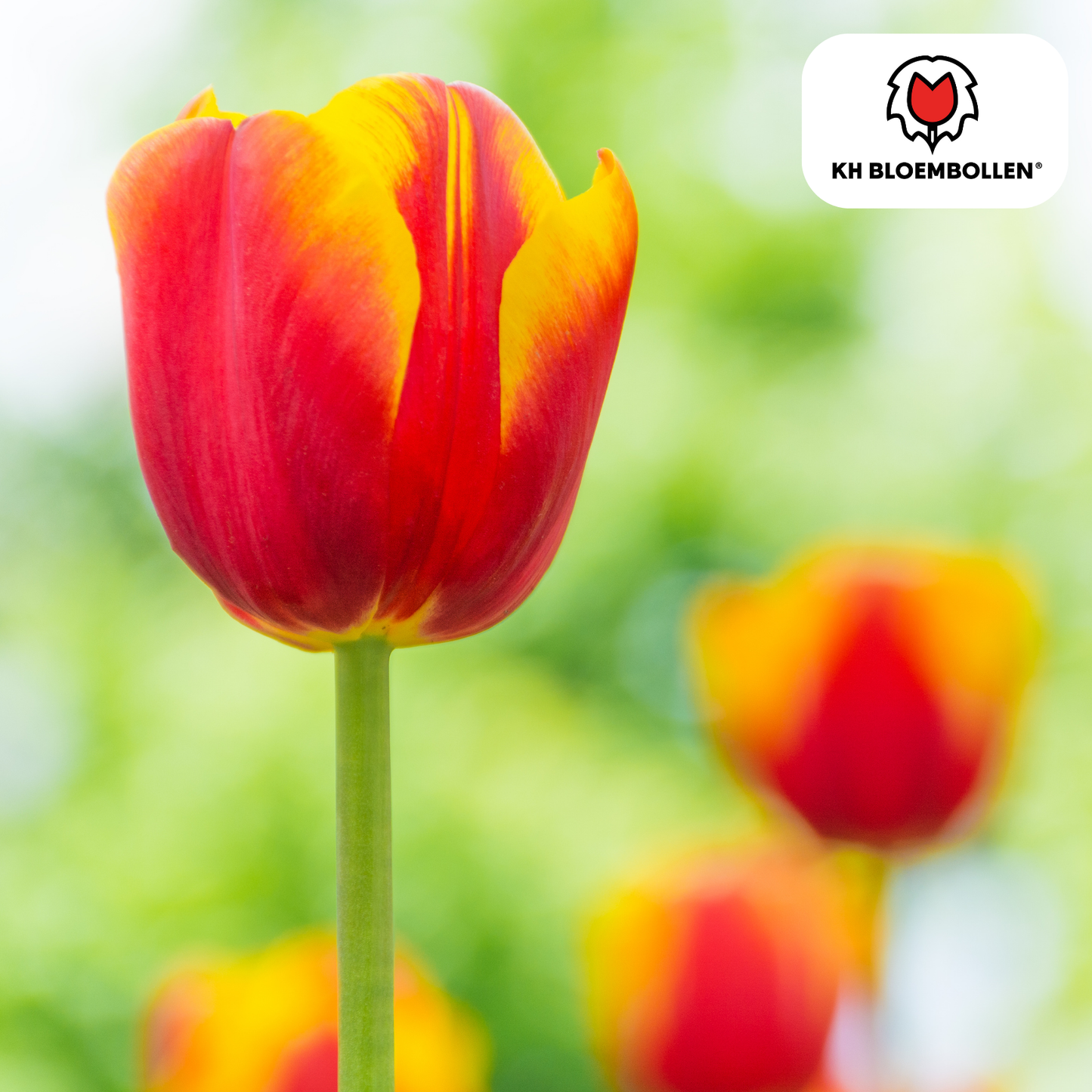 Tulpenbollen Dow Jones – 20 Stuks
