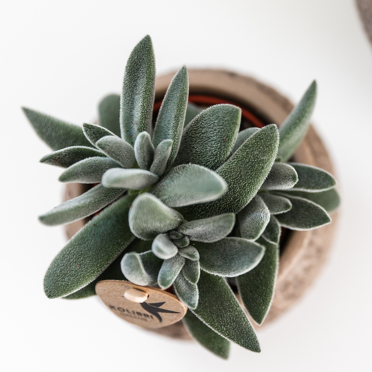 Hummingbird Greens | Green plant - Succulent Tarantula - green houseplant - fresh from the grower - Ø6cm