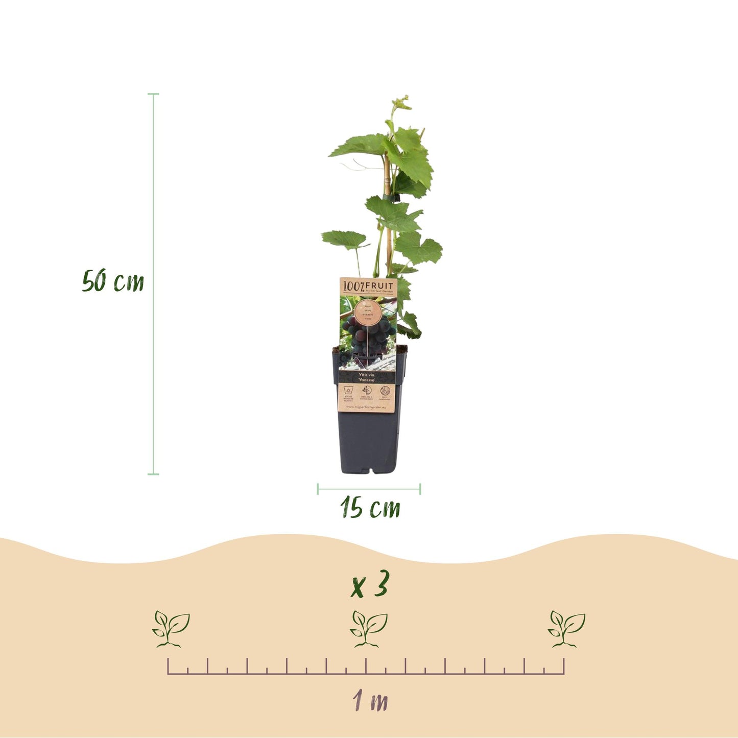 Green boutiQ - Fruit plant - Purple Grape - Vitis vinifera Vanessa - Seedless - 2 plants - Pot 15cm Height 50cm