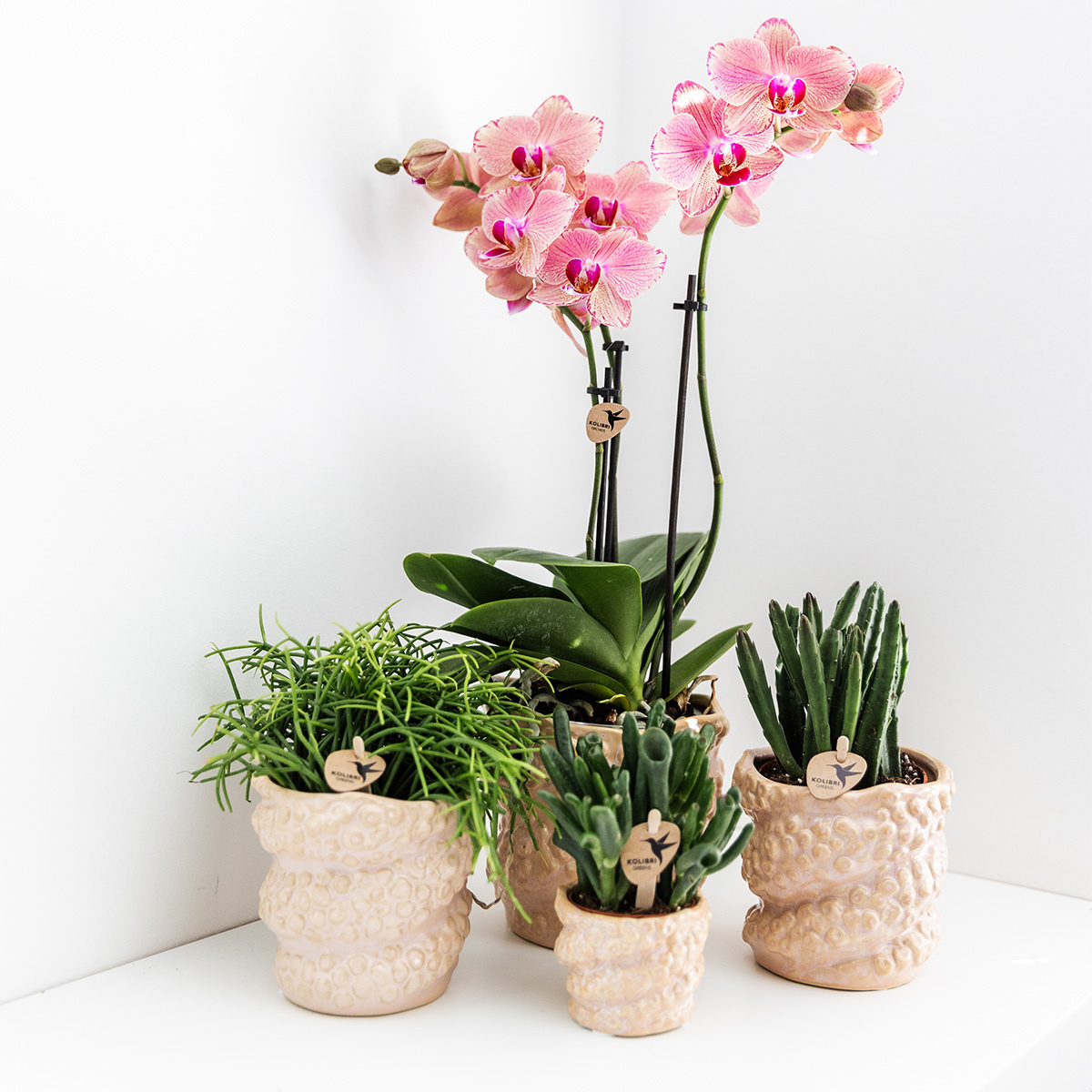 Hummingbird Orchids | COMBI DEAL of 4 Phalaenopsis orchids - Pirate Picotee - pot size Ø12cm | flowering houseplant - fresh from the grower