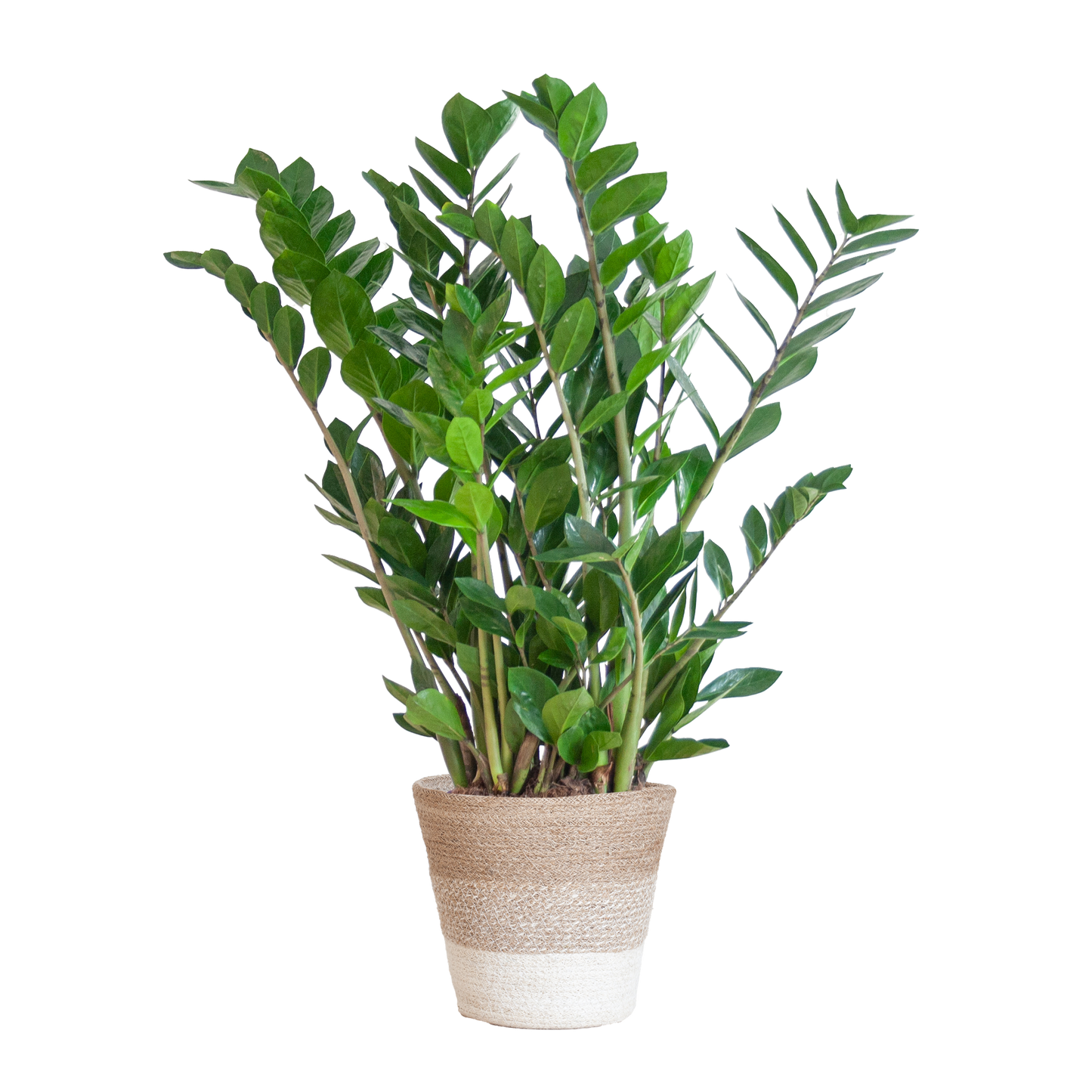 Zamioculcas Zamiifolia with Basket Lisbon white - 80cm - Ø21