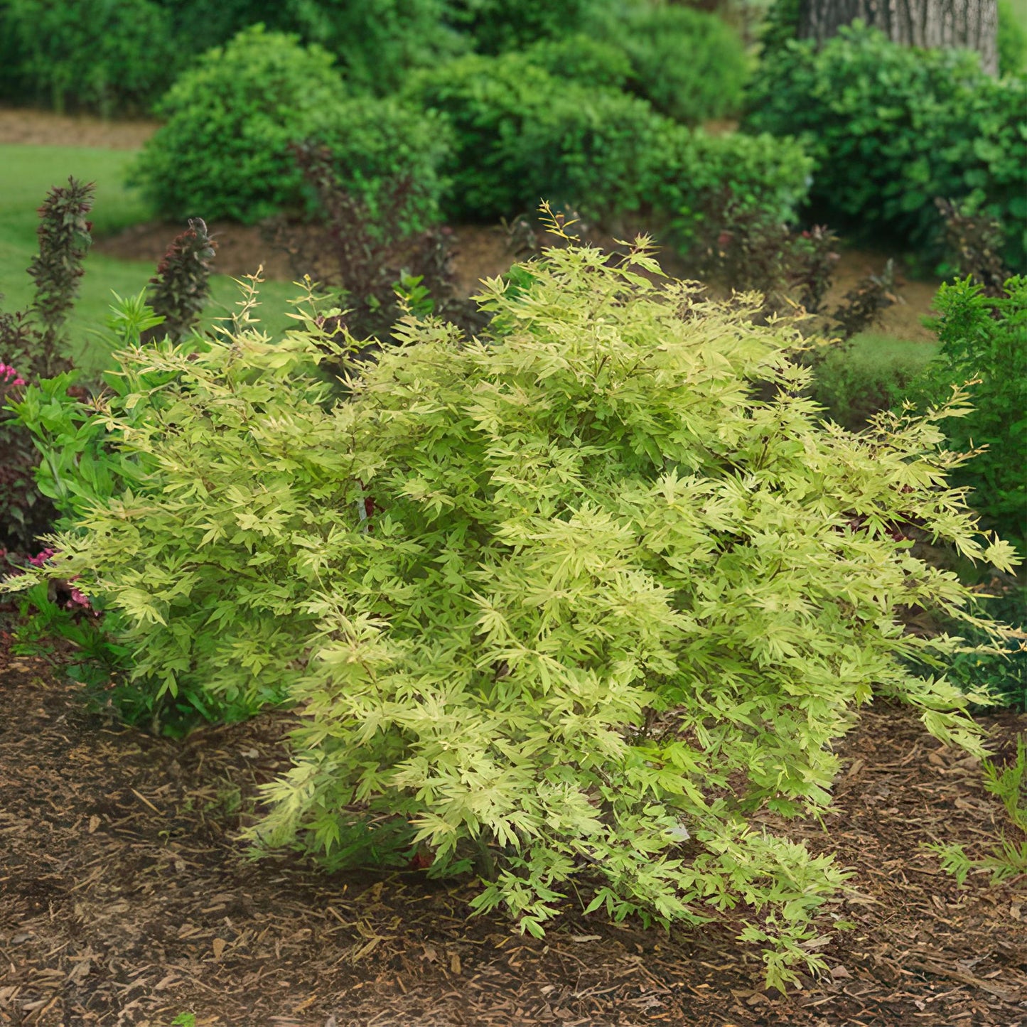Green boutiQ - Terrace plant - Japanese Maple - Acer palmatum Methamorphosa - Green - 1 Plant - Deciduous - Pot 19cm Height 70cm