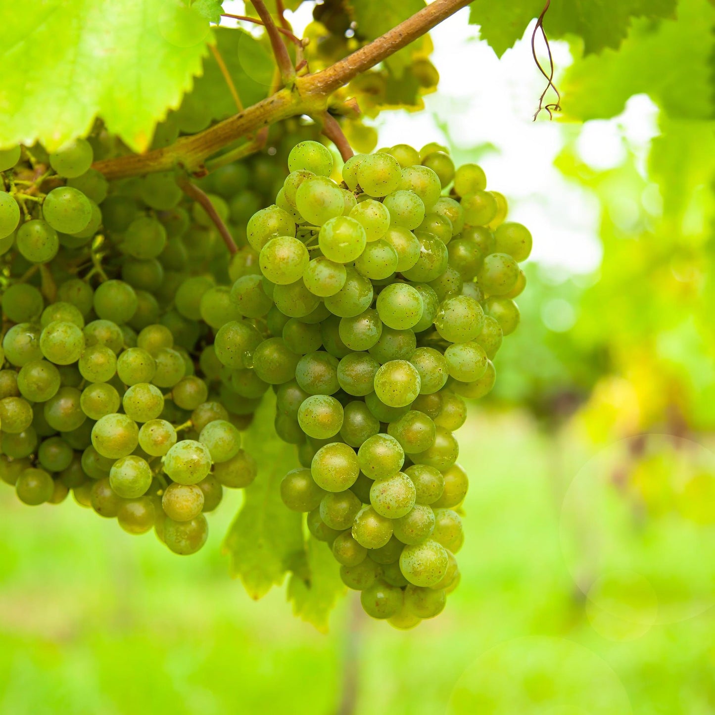Green boutiQ - Fruit plant - White Grape - Vitis vinifera Vroege van der Laan - 2 plants - Pot 15cm Height 50cm