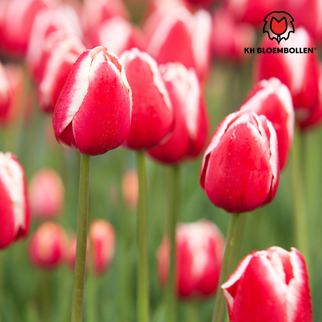 Candy Apple Delight - Tulpenbollen 20 stuks