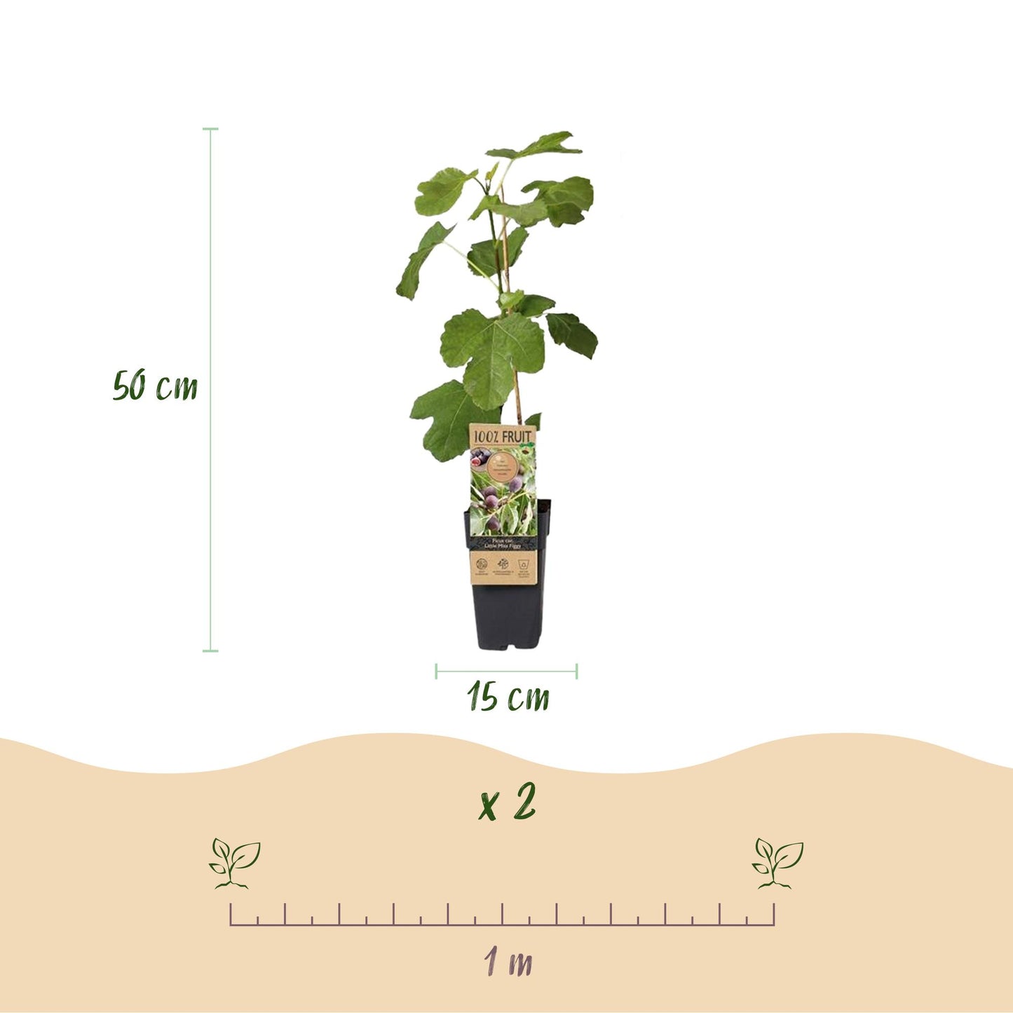 Fruit plant - Fig tree - Ficus caria Little mis Figgy - Red Fruit - 2 plants - Pot 15cm Height 50cm