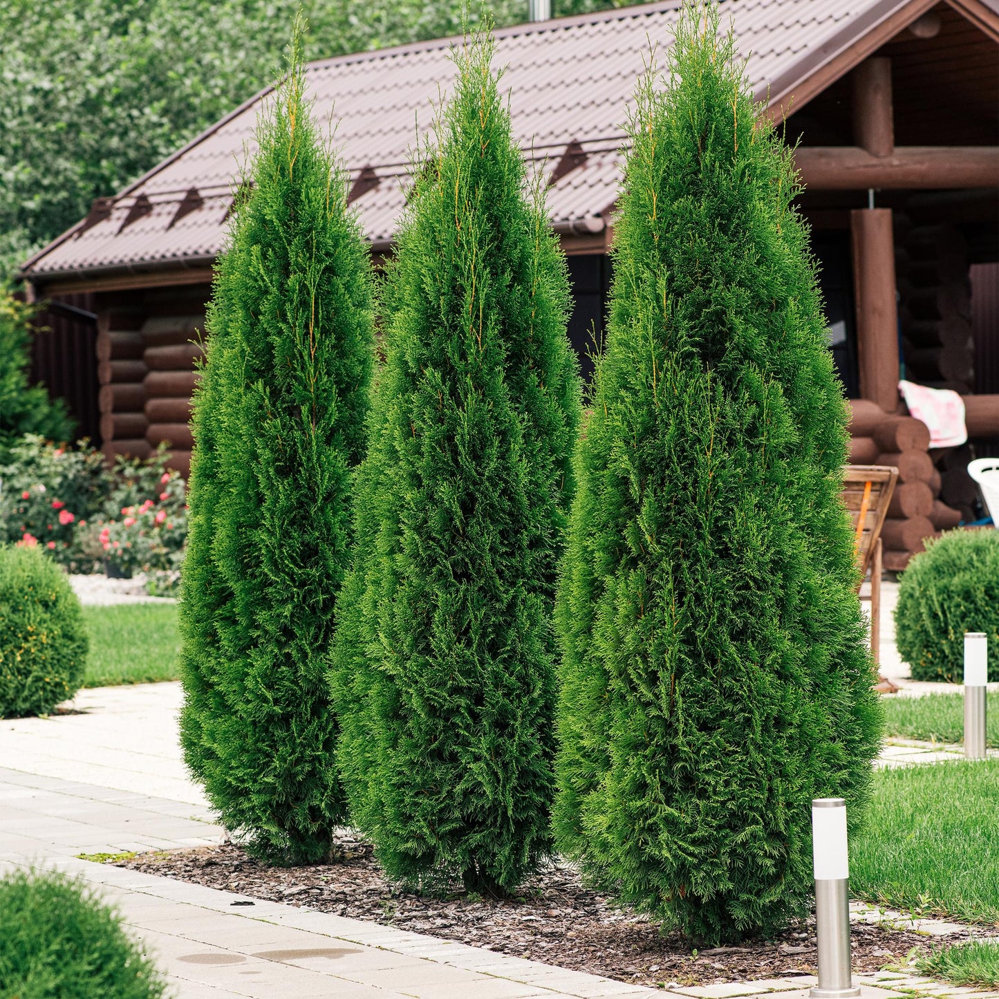 Green boutiQ - Hedge plants - Thuja occidentalis Smaragd - leaf green - 8 plants - 1 linear meter - evergreen - pot 9cm height 30-35cm
