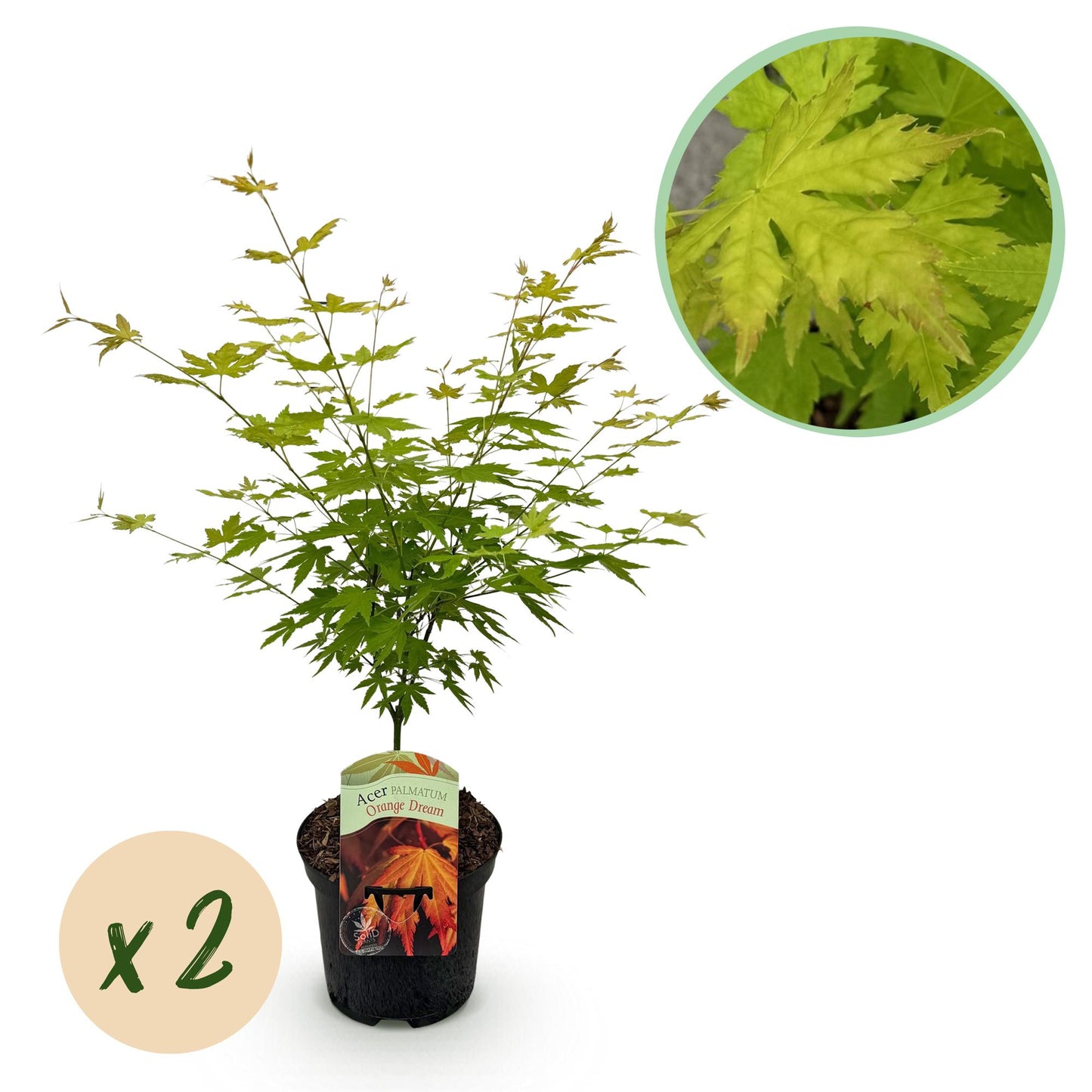 Green boutiQ - Terrace plant - Japanese Maple - Acer palmatum Orange Dream - Orange - 2 Plants - Deciduous - Pot 19cm Height 70cm