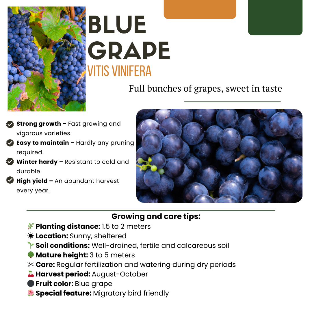 "Fruit Oasis" BIO Fruit Plants Mix Set of 5 Different Types