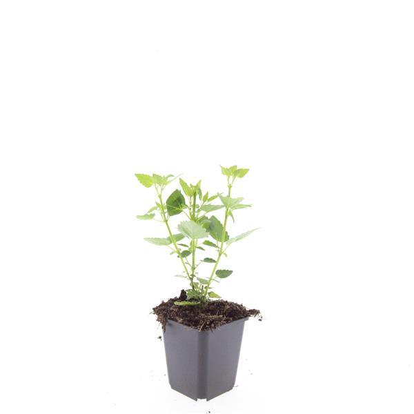 24x Agastache 'Blue Fortune' - ↕10-25cm - Ø9cm