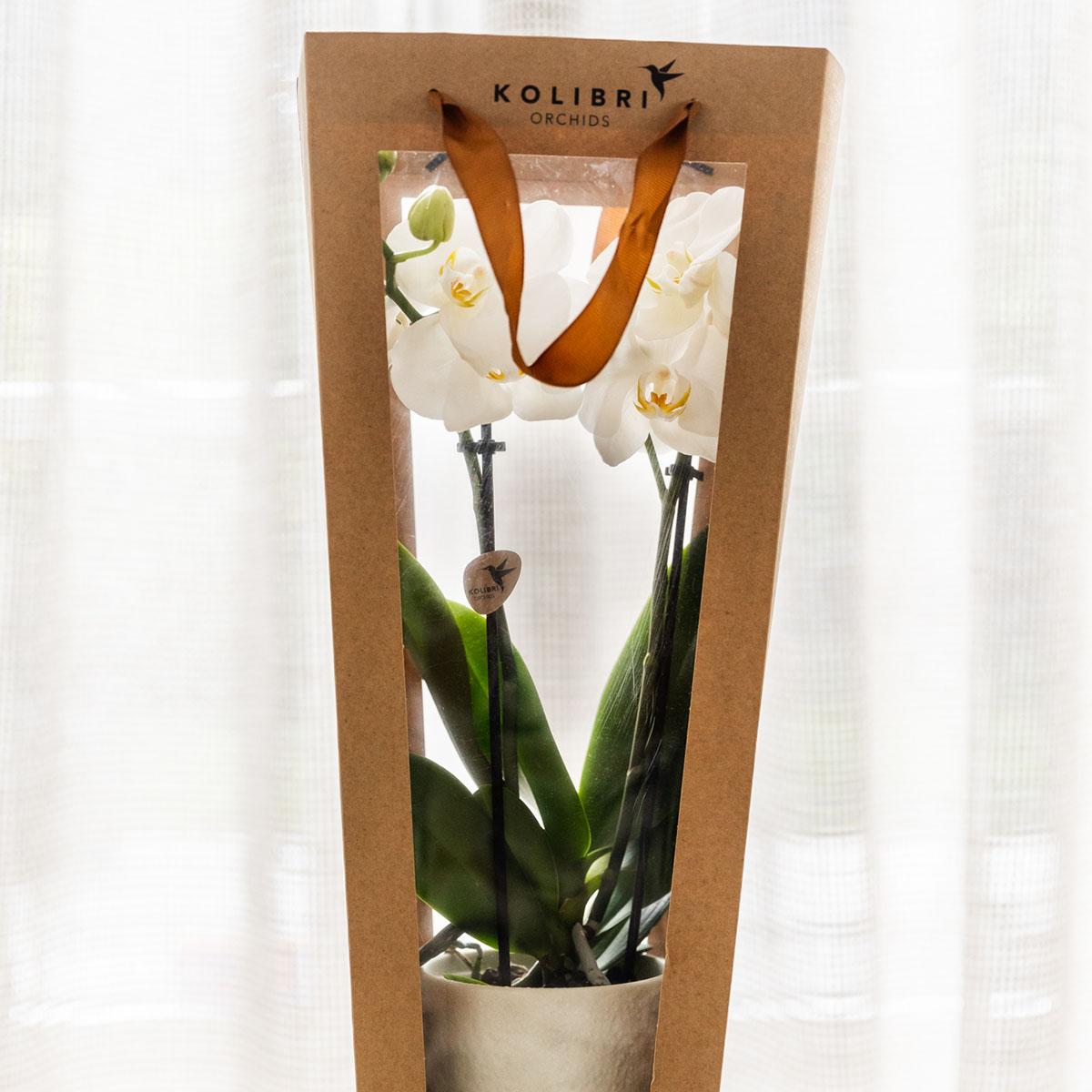 Kolibri Company I Gift bag for Orchid with decorative pot 9cm