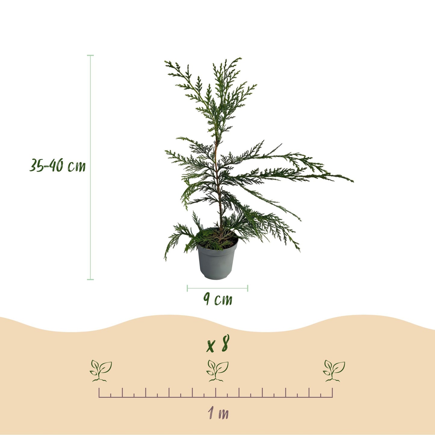 Green boutiQ - Hedge plants - Cupressocyparis leylandii - leaf green - 8 plants - 1 linear meter - evergreen - pot 9cm height 35-40cm
