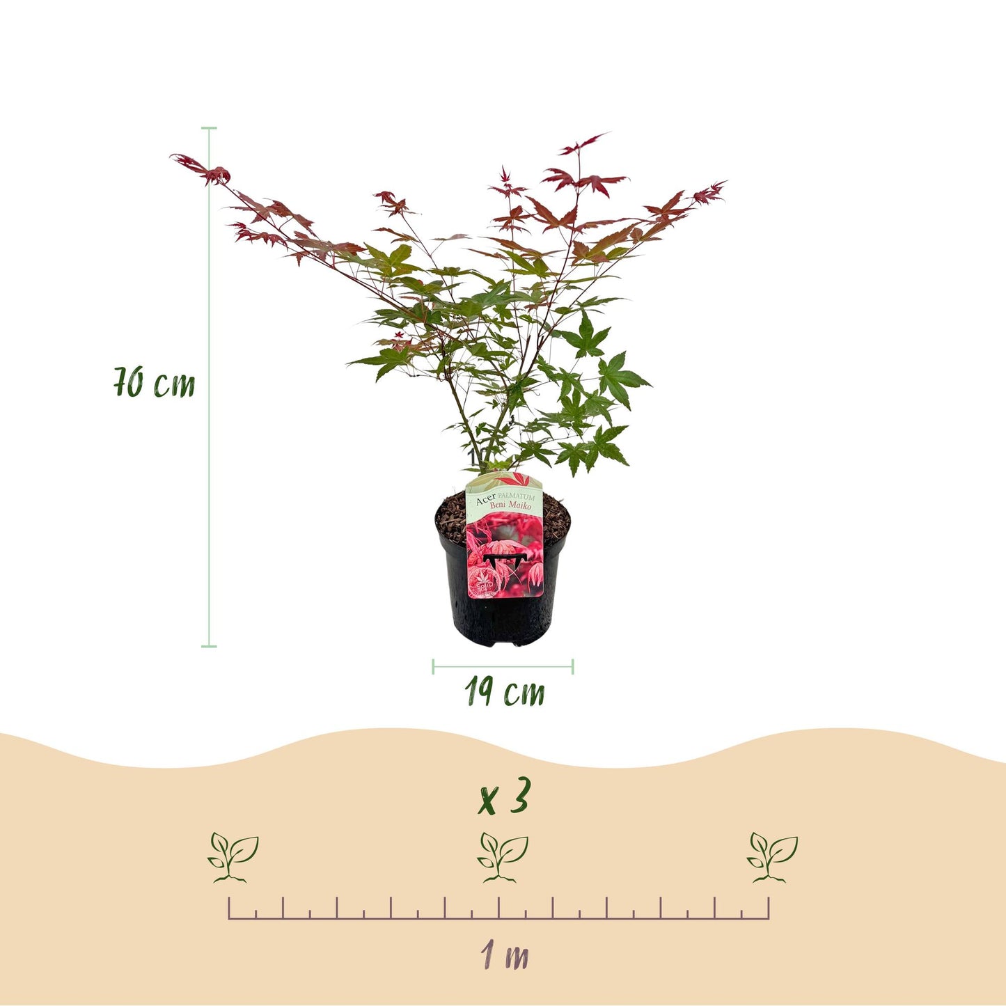 Green boutiQ - Terrace plant - Japanese Maple - Acer palmatum Beni Maiko - Red - 1 Plant - Deciduous - Pot 19cm Height 70cm