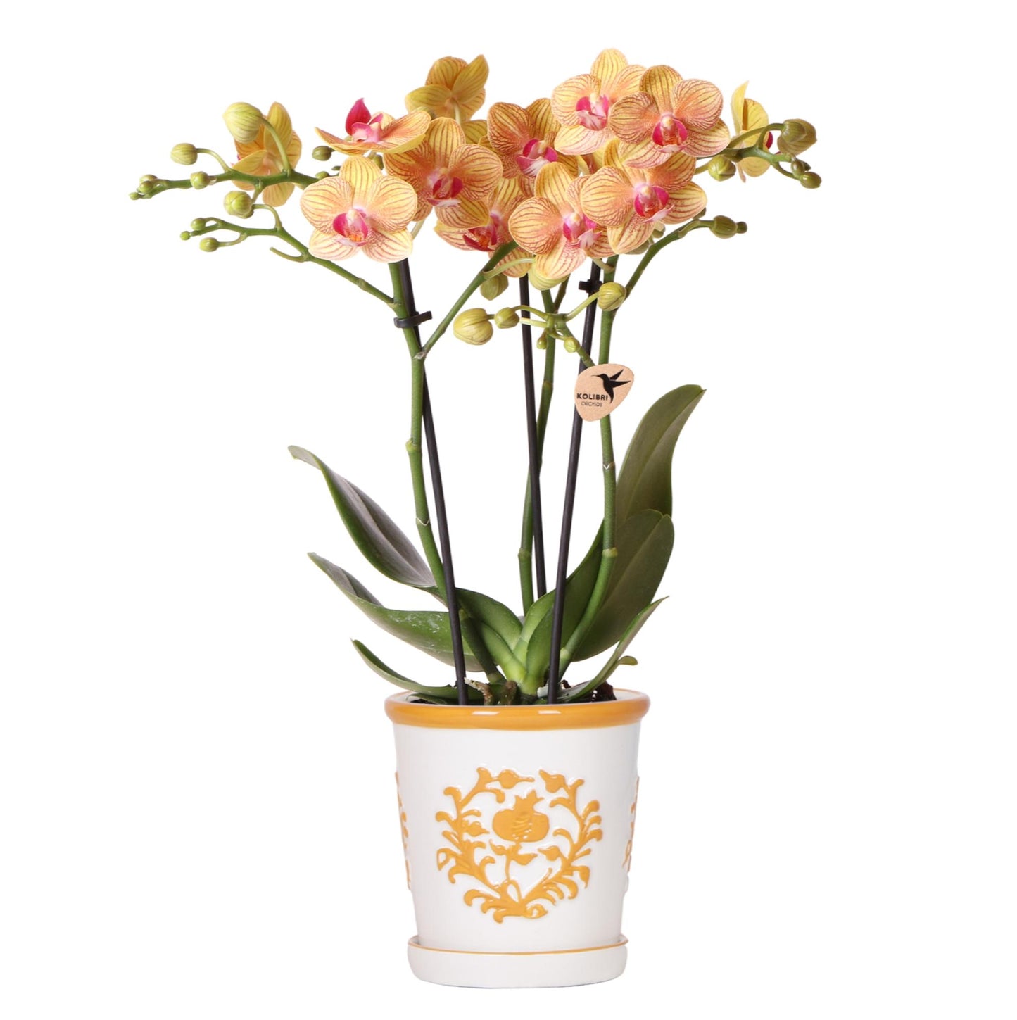 Kolibri Orchids | orange orchid Jamaica + Malaga decorative pot orange - pot size Ø9cm | flowering houseplant - fresh from the grower