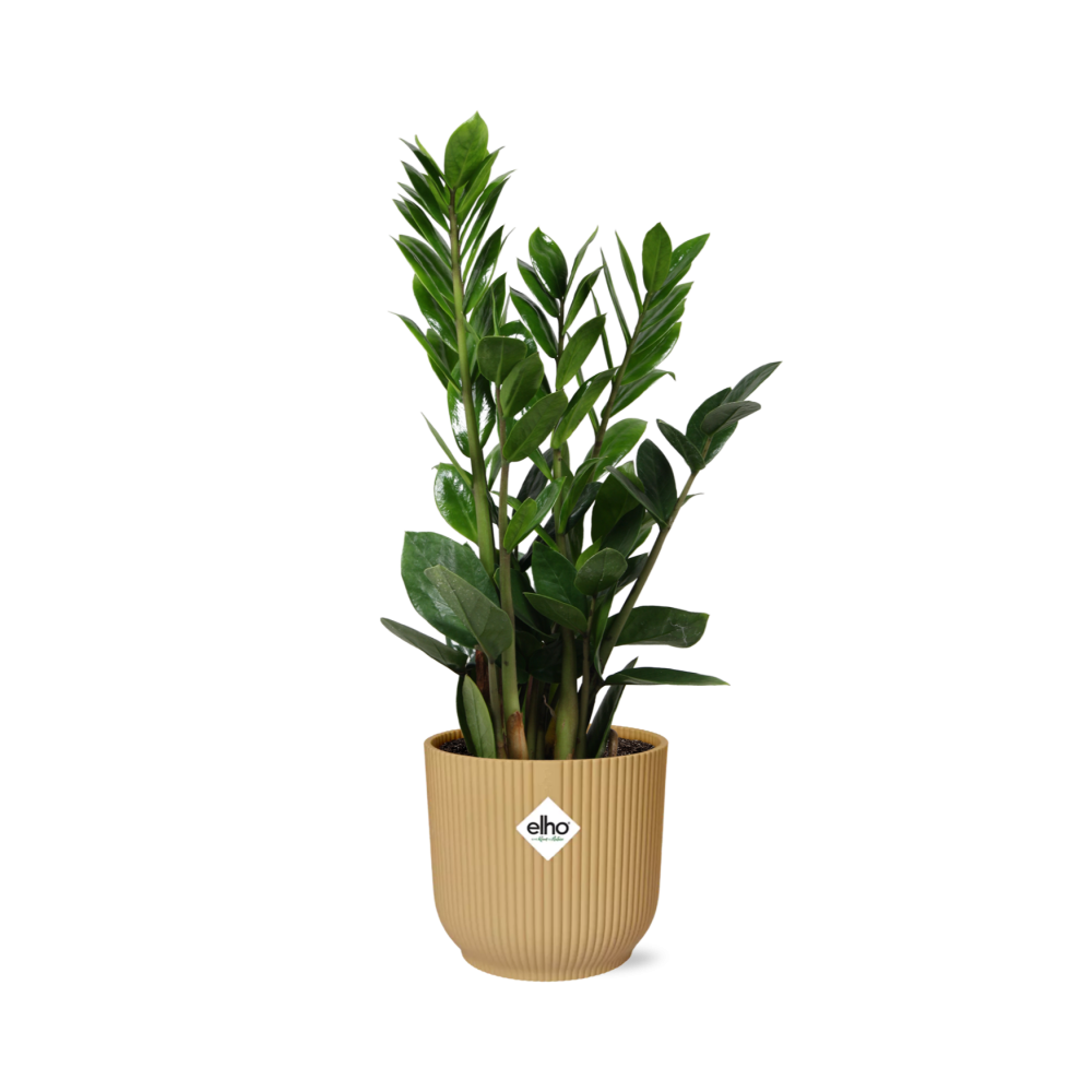 Zamioculcas – Height 45-50 in ELHO Vibes Fold 14cm yellow