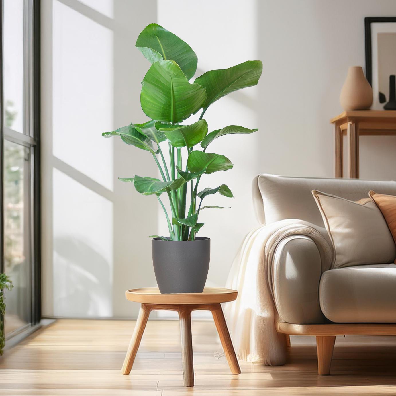 Strelitzia Nicolai with Viber pot grey - 80cm - Ø21