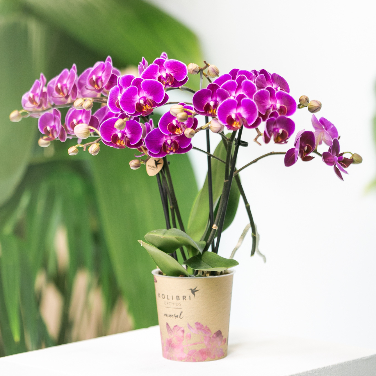 Kolibri Orchids | Purple phalaenopsis orchid pot size Ø9cm | Morelia | flowering houseplant - fresh from the grower