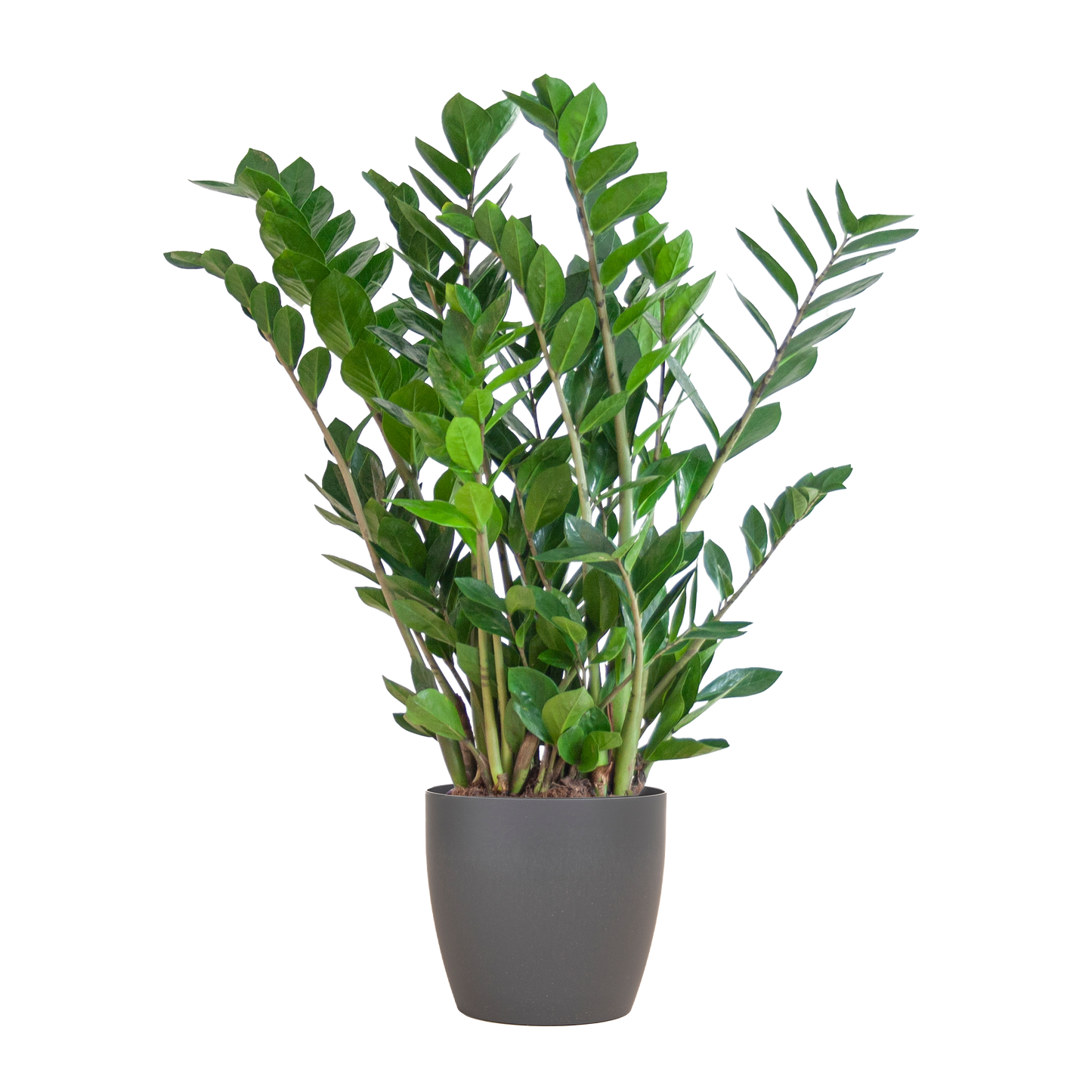 Zamioculcas Zamiifolia with Viber grey - 80cm - Ø21