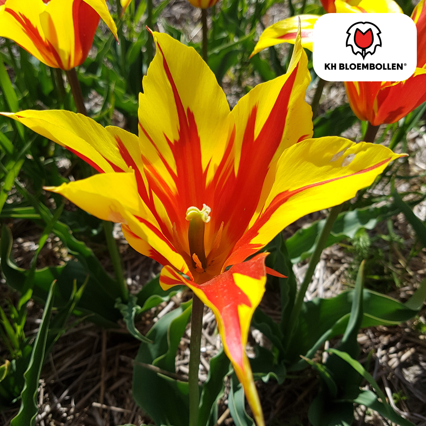 Tulpenbollen Fire Wings – 20 Stuks