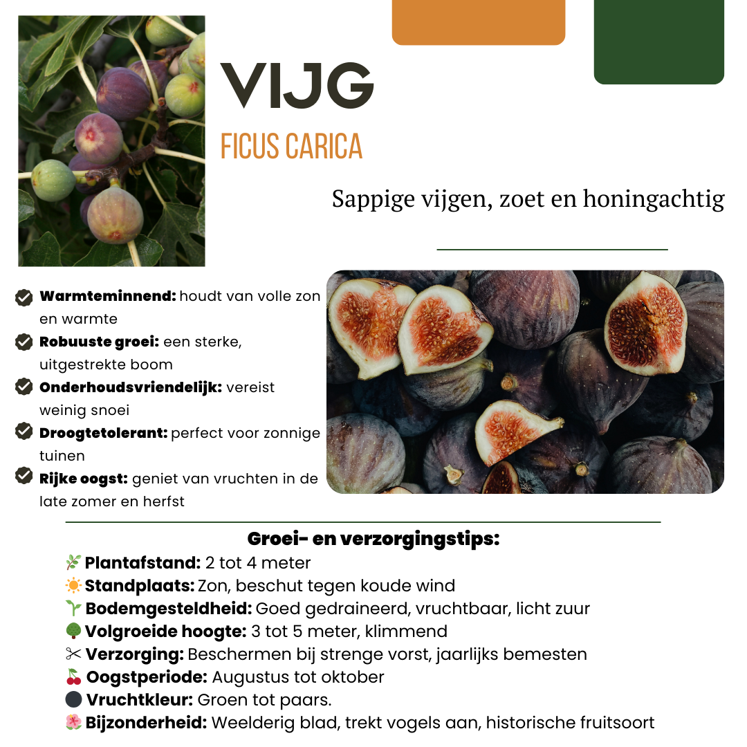 3 x Organic Fig Trees - Ø 13 cm - ↨ 20 cm