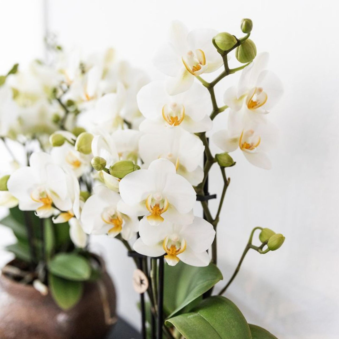 Kolibri Orchids | white phalaenopsis orchid, pot size Ø9cm | Lausanne | flowering houseplant - fresh from the grower