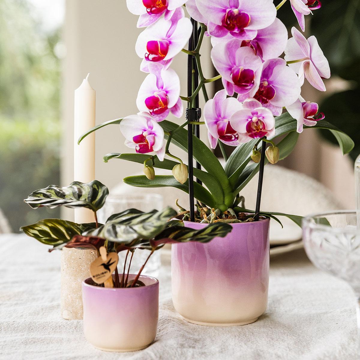 Hummingbird Home | Gradience decorative pot - Purple - Ø9cm
