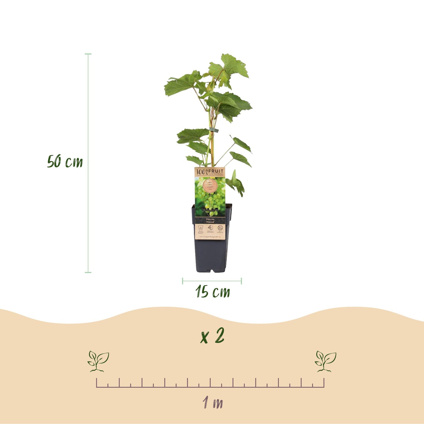 Green boutiQ - Fruit plant - White Grape - Vitis vinifera Himrod - Seedless - 2 plants - Pot 15cm Height 50cm