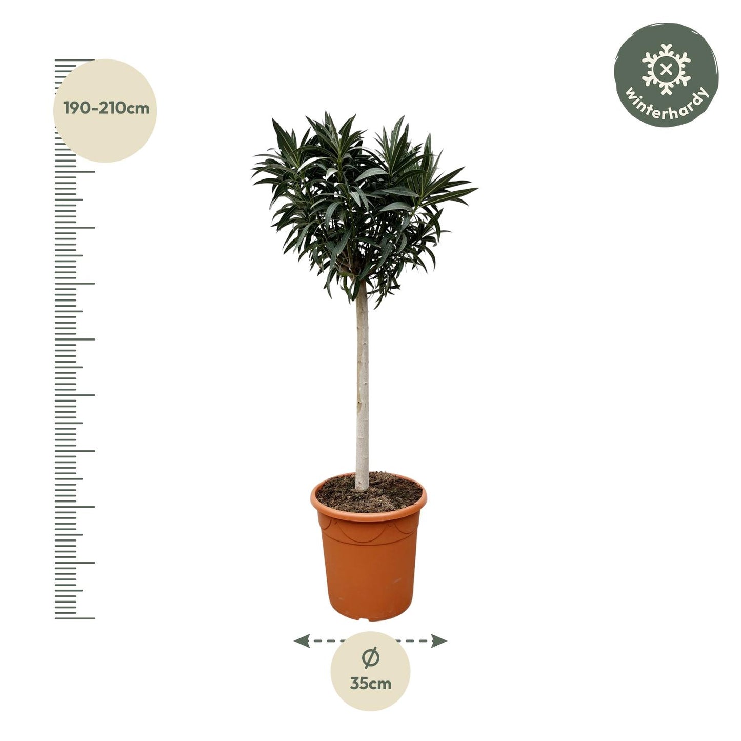 Nerium Oleander on trunk with pink flower - 200cm - Ø35