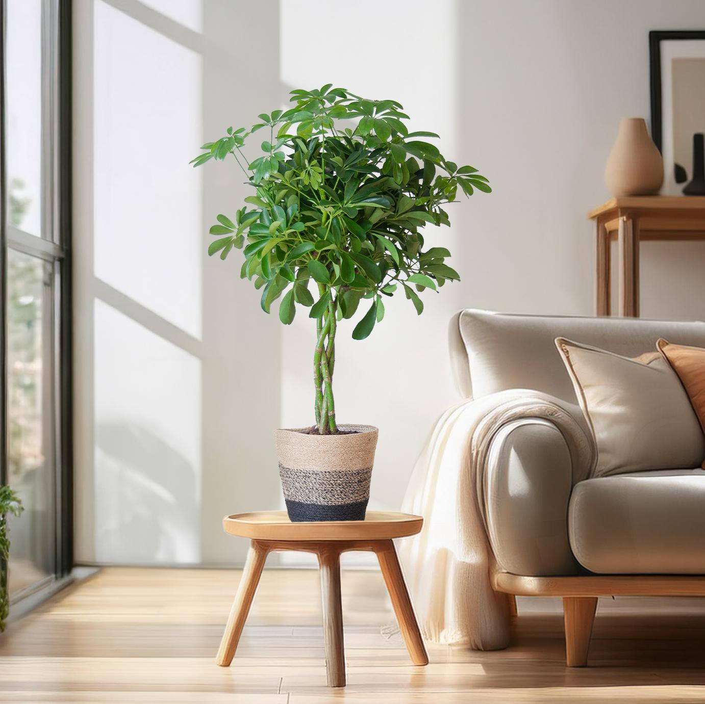 Schefflera Arab Nora with Basket Lisbon black - 70cm - Ø21