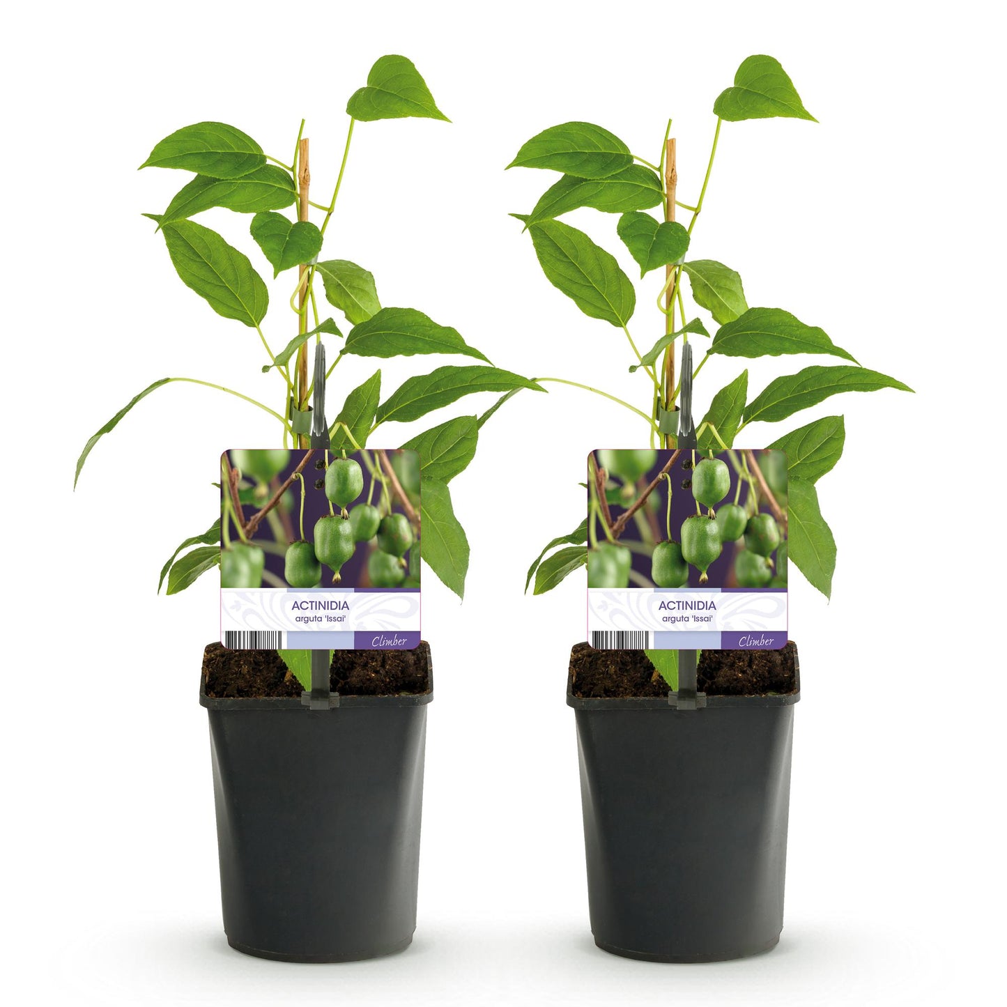 Green boutiQ - Fruitplant - Kiwi - Actinidia arguta Issai - Groene Vrucht - 2 planten - Pot 11cm Hoogte 40cm
