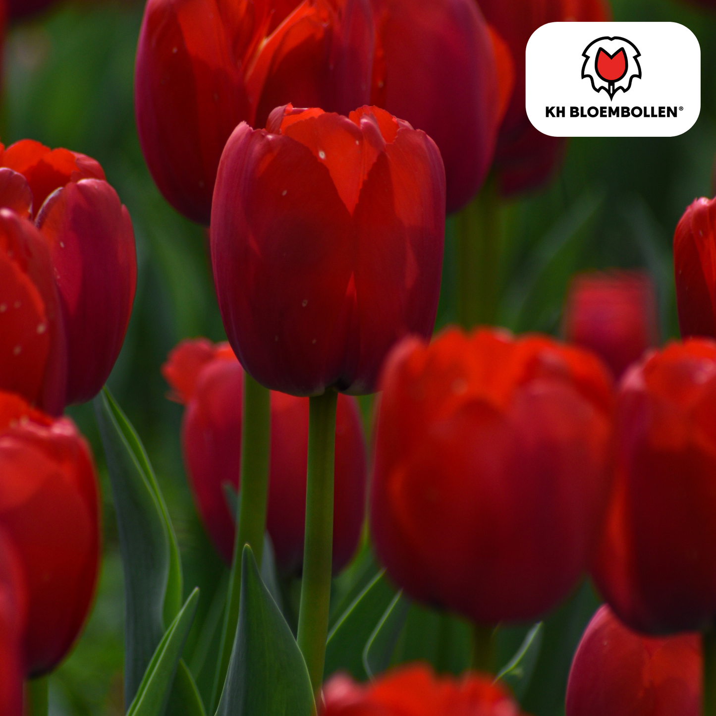 Tulpenbollen Ile de France – 20 Stuks