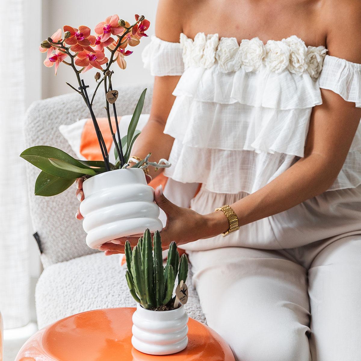 Kolibri Orchids | Orange Phalaenopsis orchid - Mineral Bolzano + Bubble pot white - pot size Ø9cm | flowering houseplant - fresh from the grower