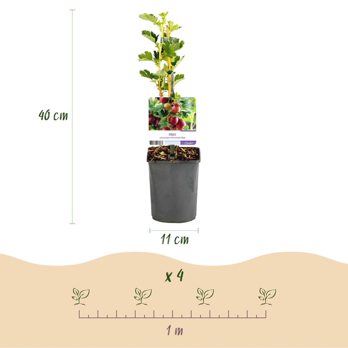 Green boutiQ - Fruitplant - Kruisbes - Ribes uva-crispa Hinnomäki Röd - Rode Bes - 2 planten - Pot 11cm Hoogte 40cm