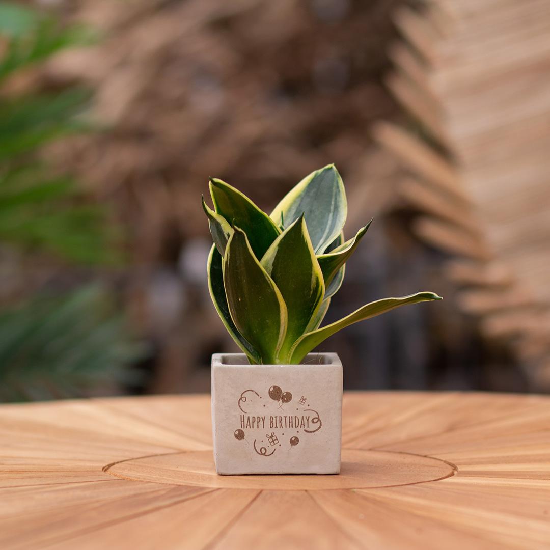 Congreet plant pots + Sansevieria | Happy birthday