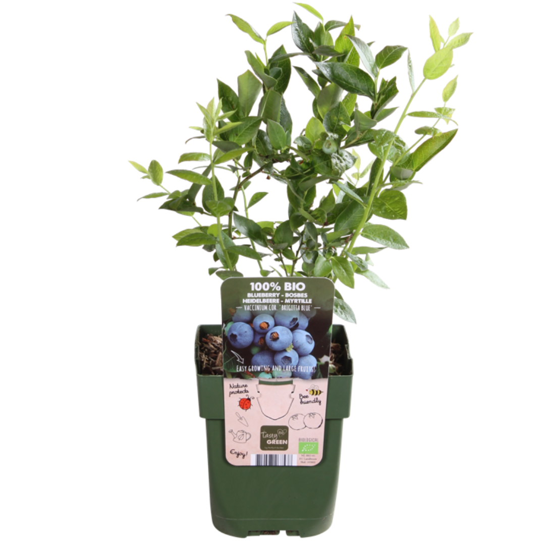 "Summer Fruits" BIO Fruit Plants Mix Set of 4 Different Types