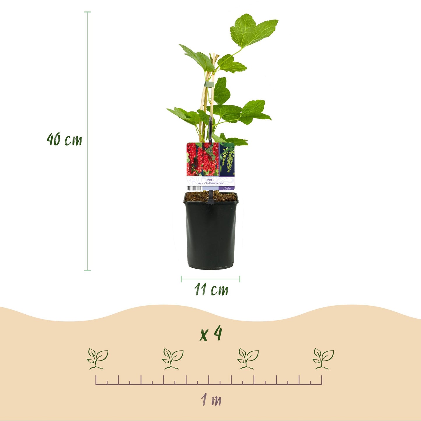 Green boutiQ - Fruitplant - Aalbes - Ribes rubrum Jonkheer van Tets - Rode Bes - 2 planten - Pot 11cm Hoogte 40cm