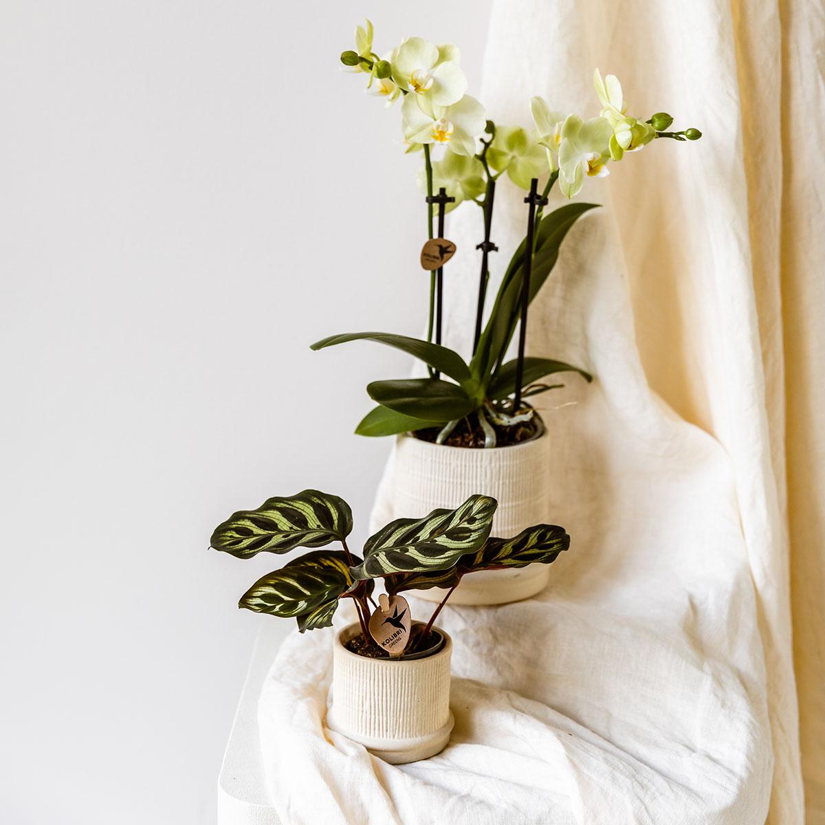 Hummingbird Home | Bali decorative pot - Off White - Ø9cm