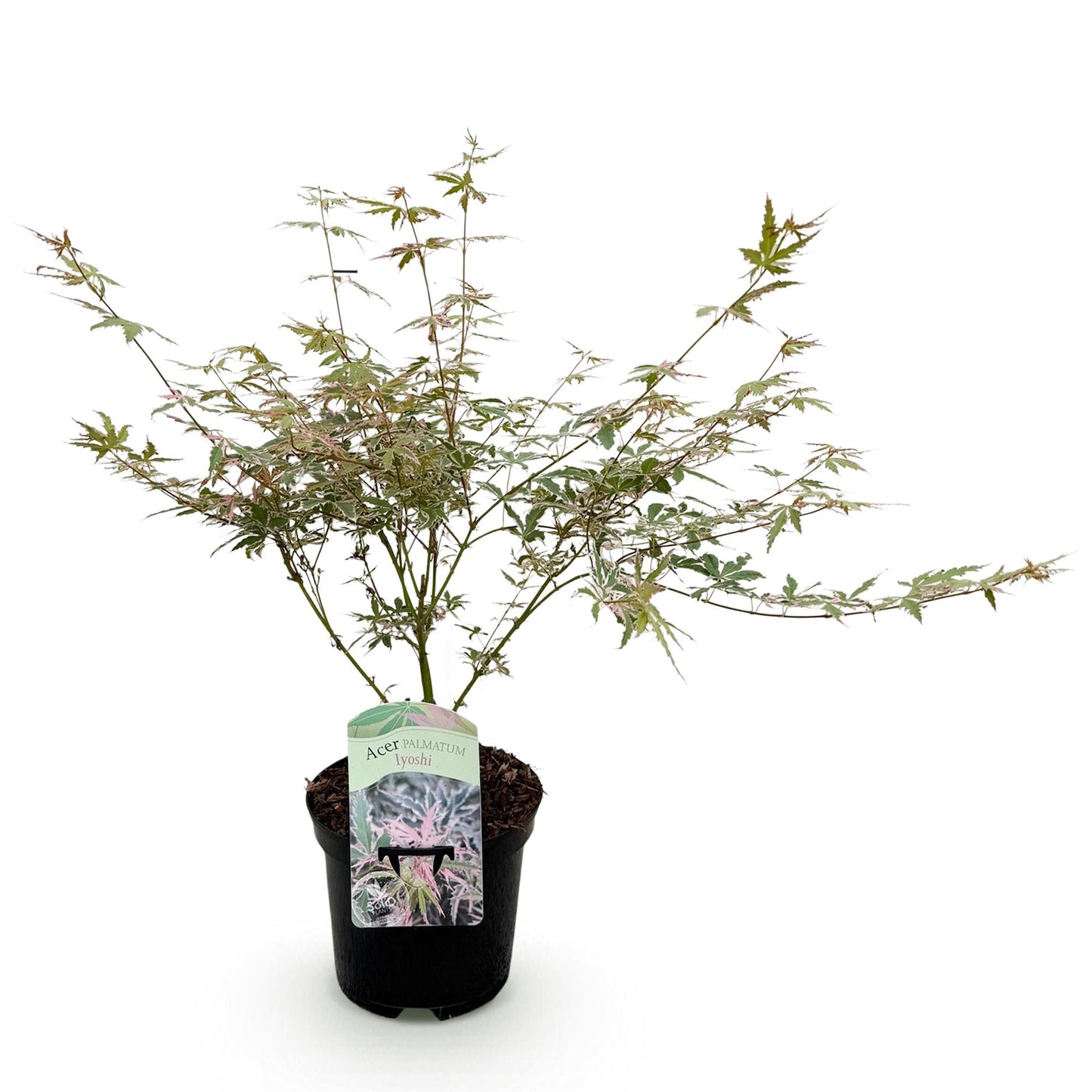 Green boutiQ - Terrace plant - Japanese Maple - Acer palmatum Iyoshi - Pink - 1 Plant - Deciduous - Pot 19cm Height 70cm