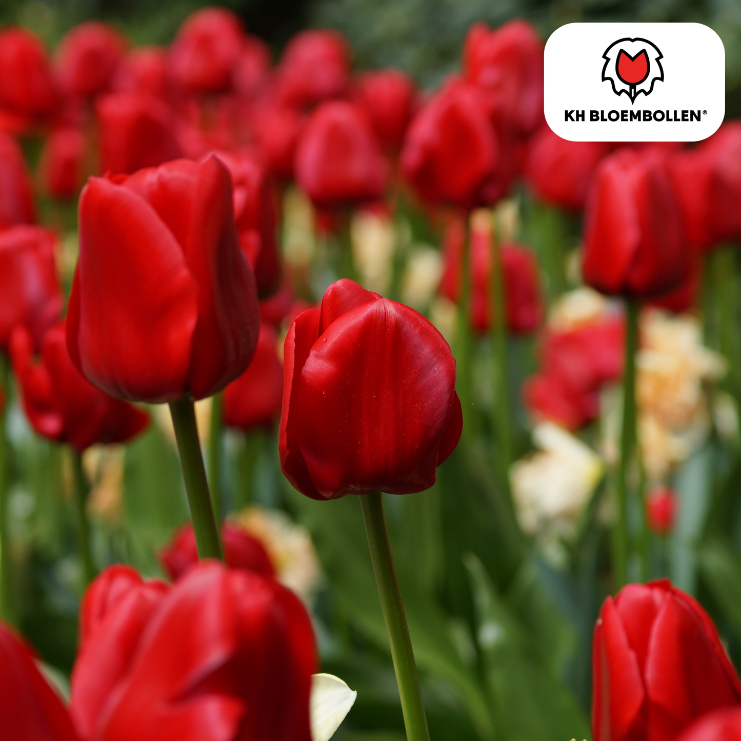 Tulpenbollen Ile de France – 20 Stuks