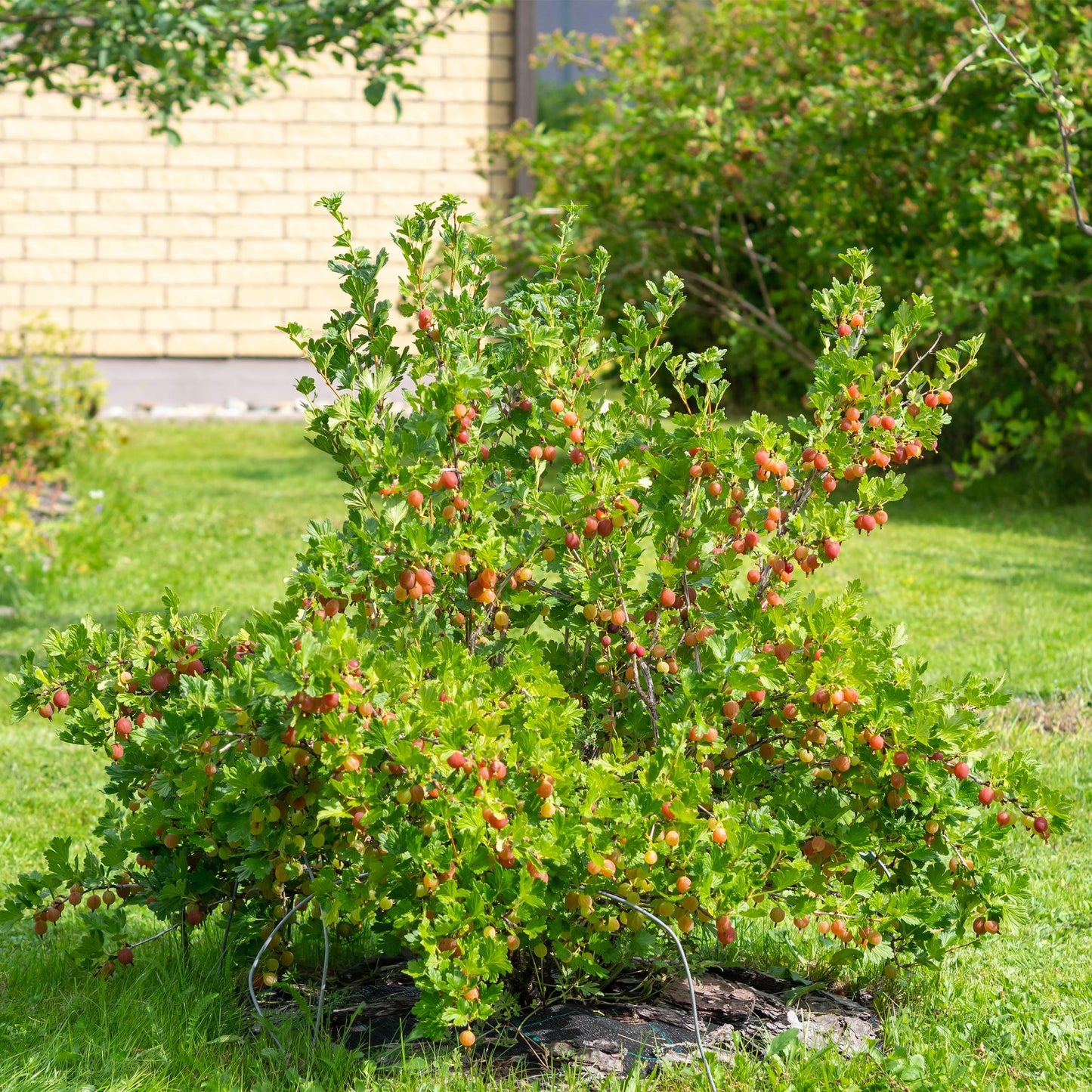 Green boutiQ - Fruitplant - Kruisbes - Ribes uva-crispa Hinnomäki Röd - Rode Bes - 2 planten - Pot 11cm Hoogte 40cm