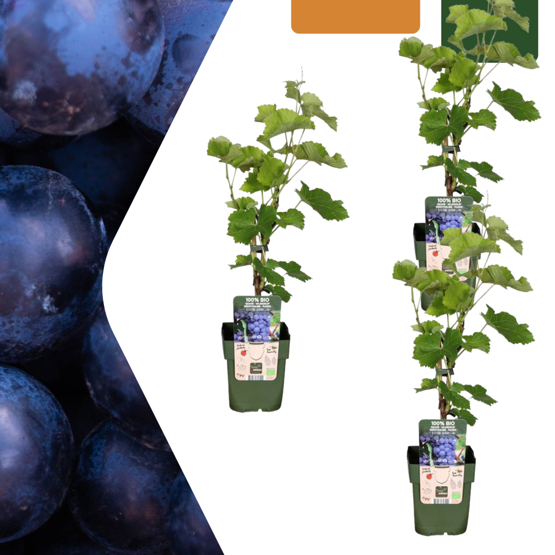 3 x Organic Grape Plants - Ø 13 cm - ↨ 20 cm
