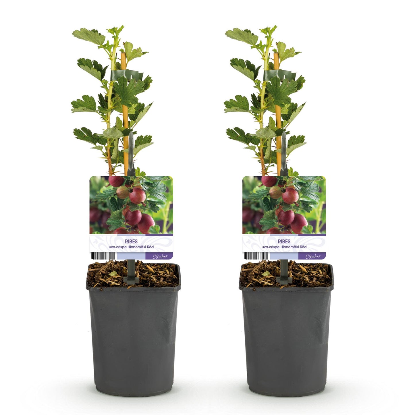 Green boutiQ - Fruitplant - Kruisbes - Ribes uva-crispa Hinnomäki Röd - Rode Bes - 2 planten - Pot 11cm Hoogte 40cm